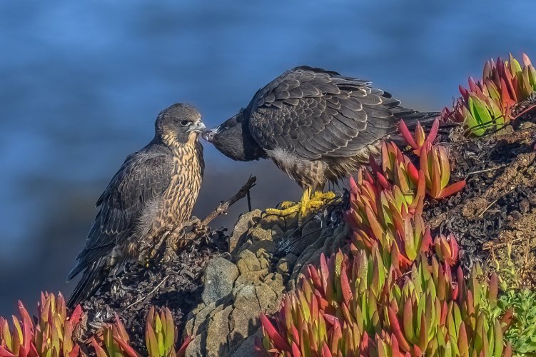 Peregrine Falcons - California Coast