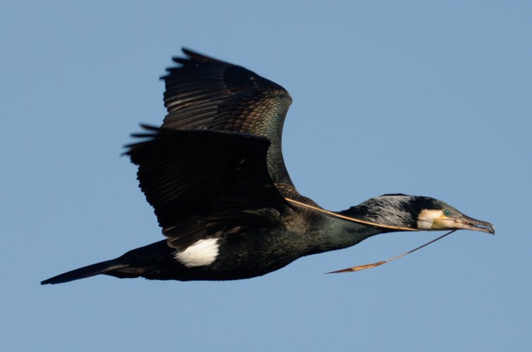 Cormorant carrying nest material