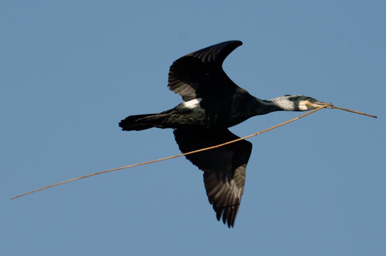 Cormorant carrying nest material