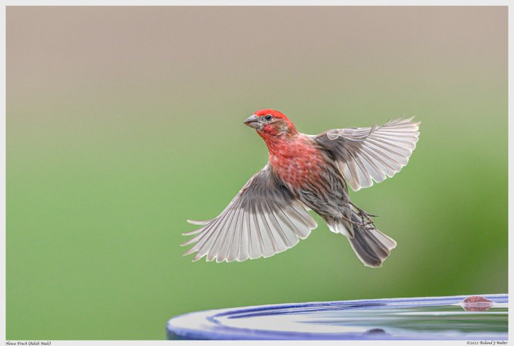Rose-Breasted Grosbeak, Dragonfly, Yellow Warblers, House Finch in flight