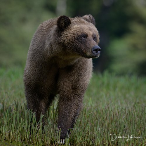 Photogenic Khutzeymateen Bear