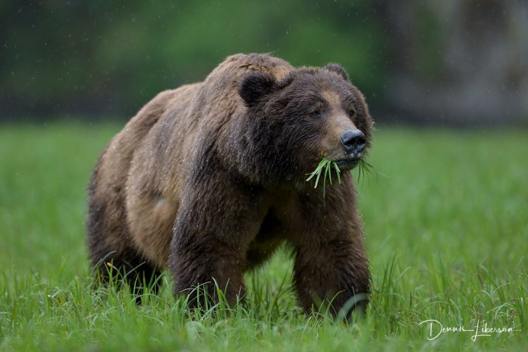 Brown Bear on a Rainy Day in Khutzeymateen, BC