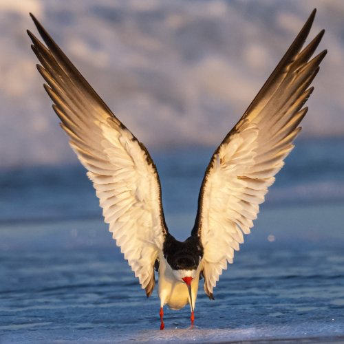 A few Black Skimmer images from Nickerson Beach, New York