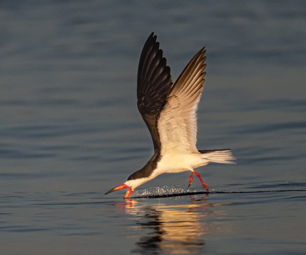 A few Black Skimmer images from Nickerson Beach, New York