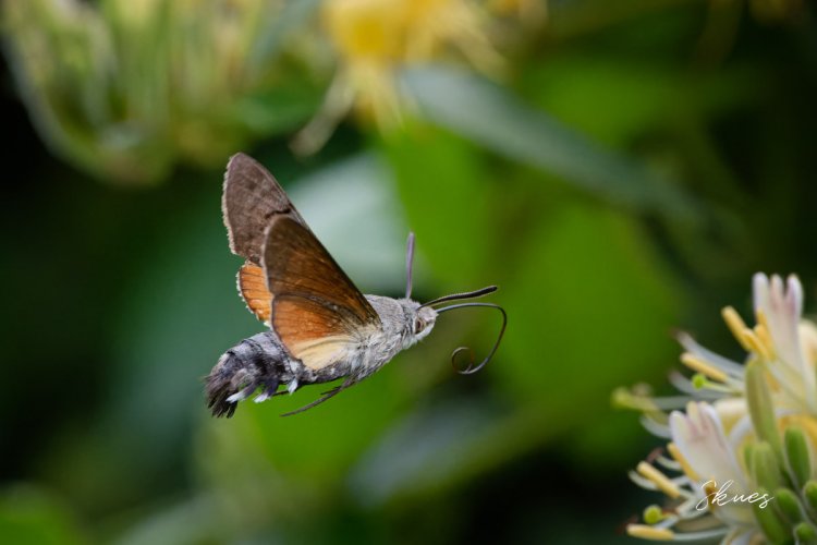 Hummingbird Hawk-Moth on Our Honeysuckle Vine