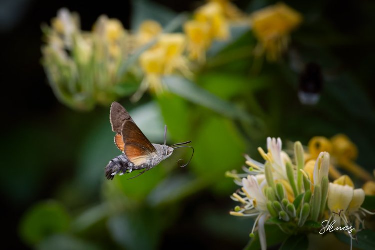 Hummingbird Hawk-Moth on Our Honeysuckle Vine
