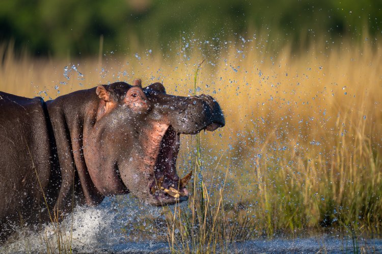 Running Hippo