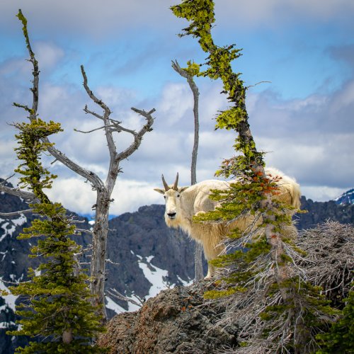 Mountain Goats in the Cascades