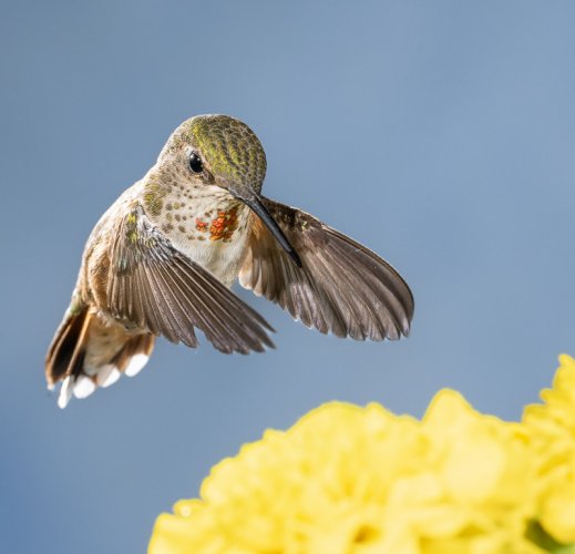 Hummingbirds in British Columbia