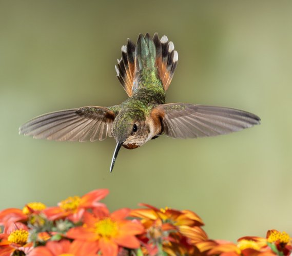 Hummingbirds in British Columbia