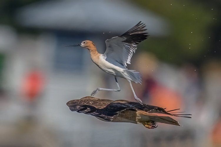 American Avocets and Red-tailed Hawk