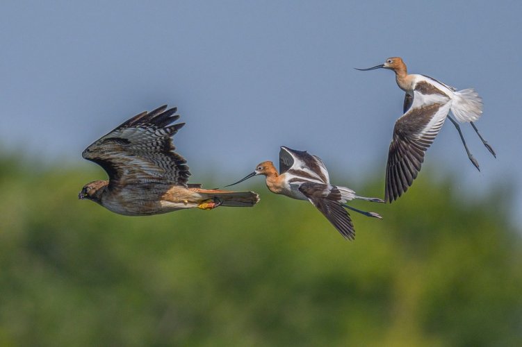 American Avocets and Red-tailed Hawk