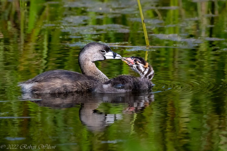 Pied Billed Grebe and Chick