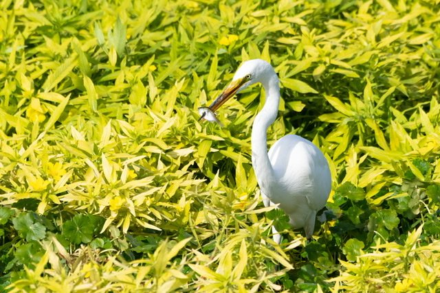Great Egret successfully hunting