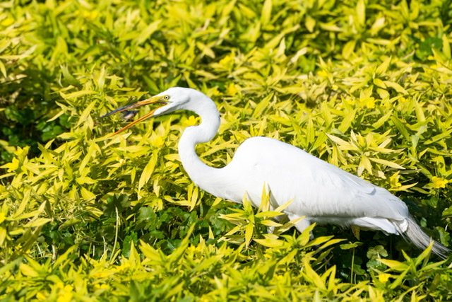 Great Egret successfully hunting