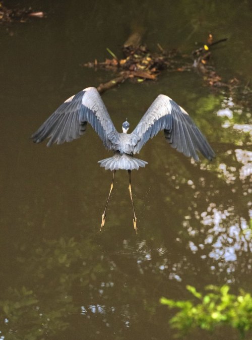Blue Heron in the creek