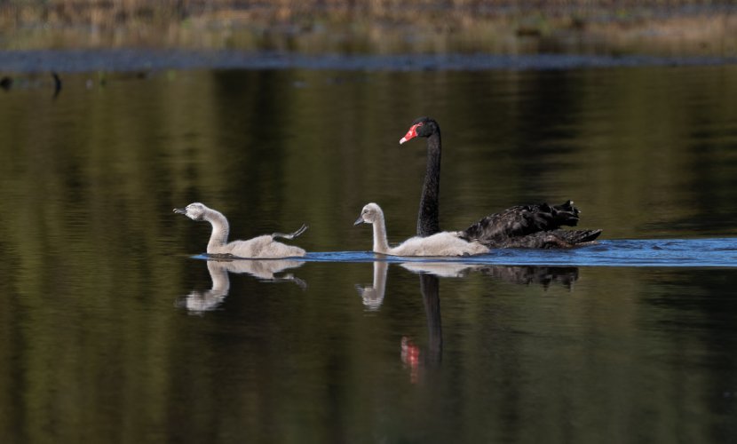 Leisurely Swans. Black Swan chicks stretching out in nice light one morning after a long snooze!