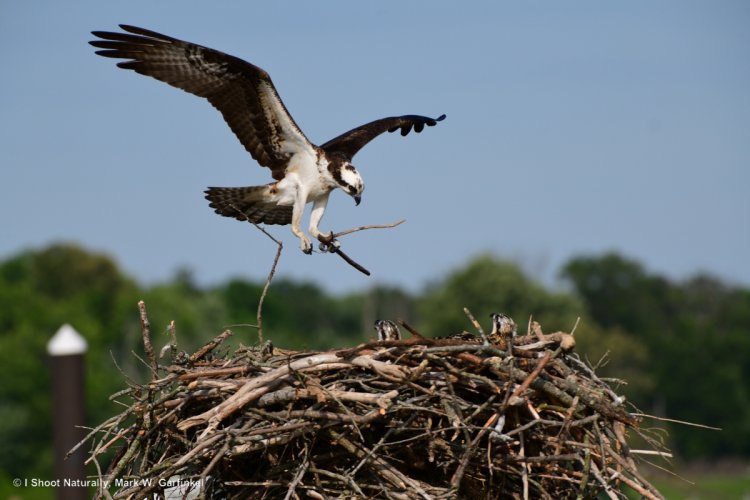 004 Mother replenishing the nesting material.jpg