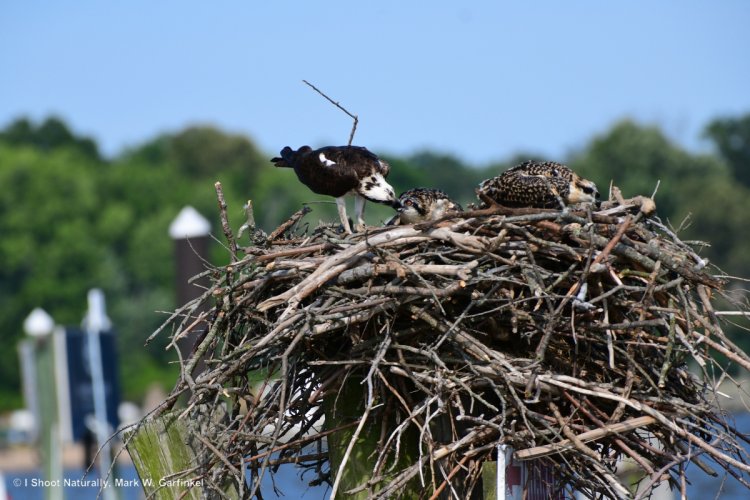 008 Mother feeding one of 2 chicks.jpg