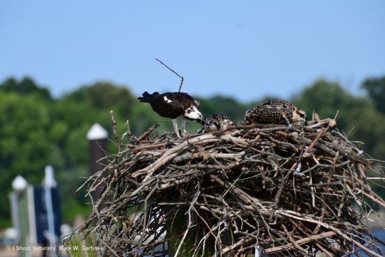 009 Mother feeding one of 2 chicks.jpg