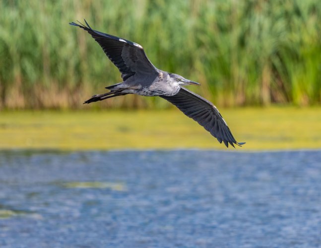 The heron is undeniably a beautiful bird. D500+500mm 5.6 PF at the London Wetlands