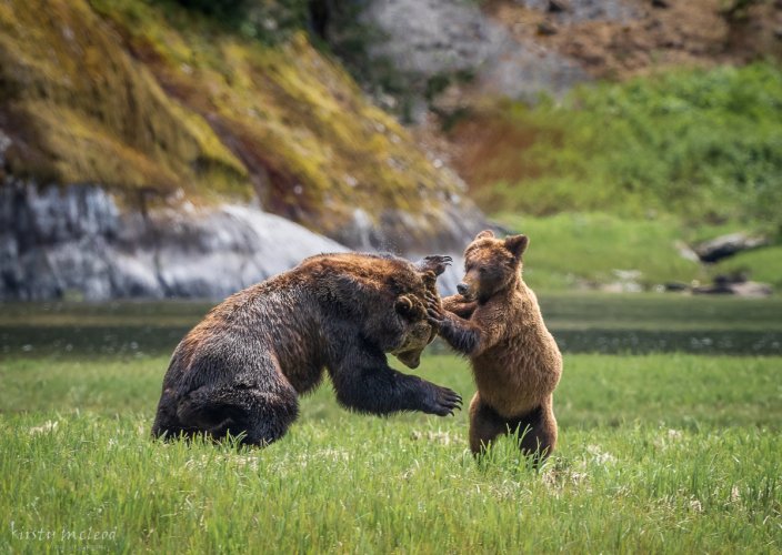 Courting couple in the Great Bear Rainforest