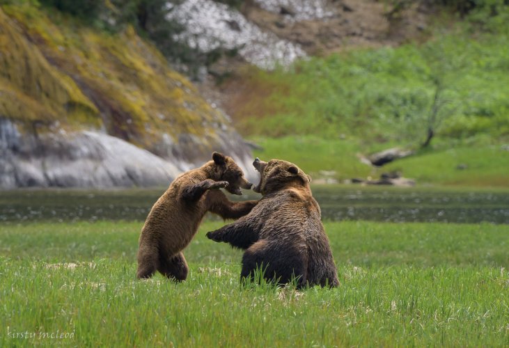 Courting couple in the Great Bear Rainforest