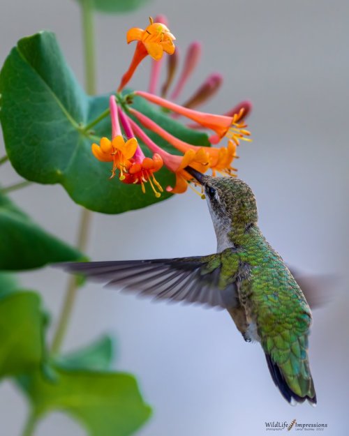 Flowers are blooming and the Hummingbirds are happy