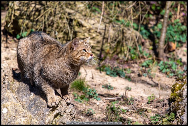 European wildcat