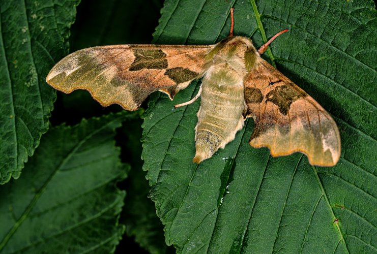Lime Hawk Moth