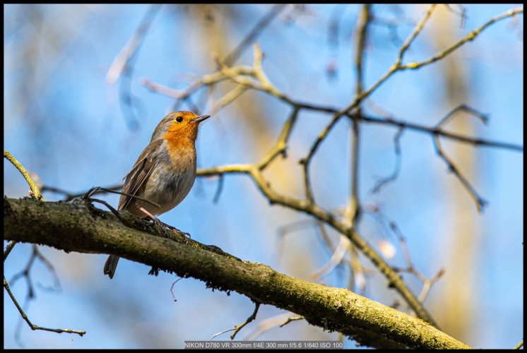 Some Love for the Little Guys - Share your Songbird/Warblers/Wrens....