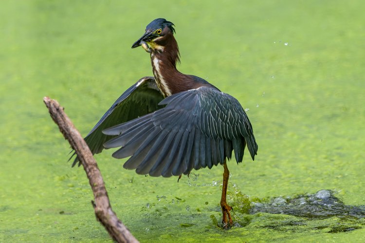 Green Heron dive