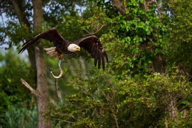 Eagle with three-foot eel.