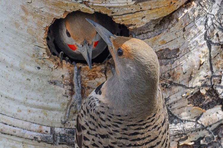 Northern Flickers - Z9 and 800PF