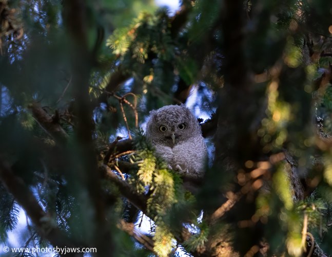 Curious baby eastern screech owl