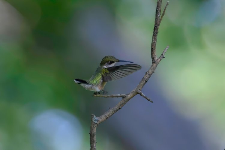 Hummingbirds