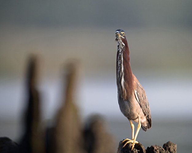 Green Heron