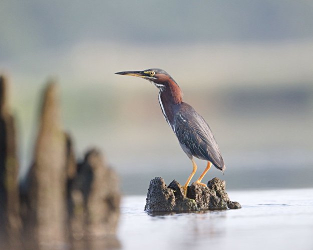 Green Heron