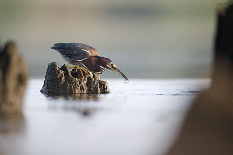 Green Heron