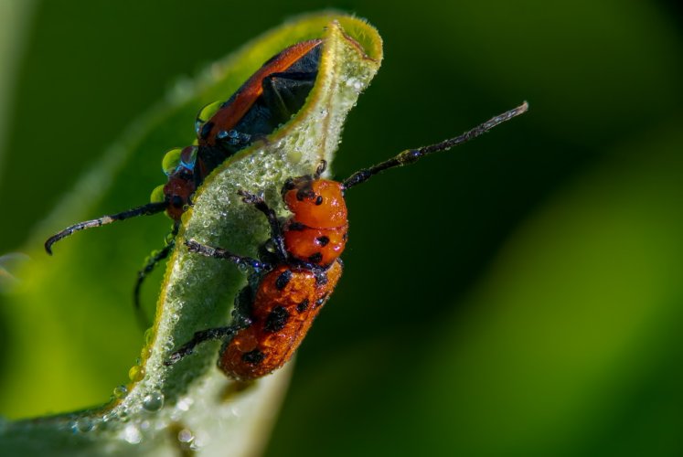 Macro beginner - FINALLY got a few I’m proud of. Red Milkweed Beetle