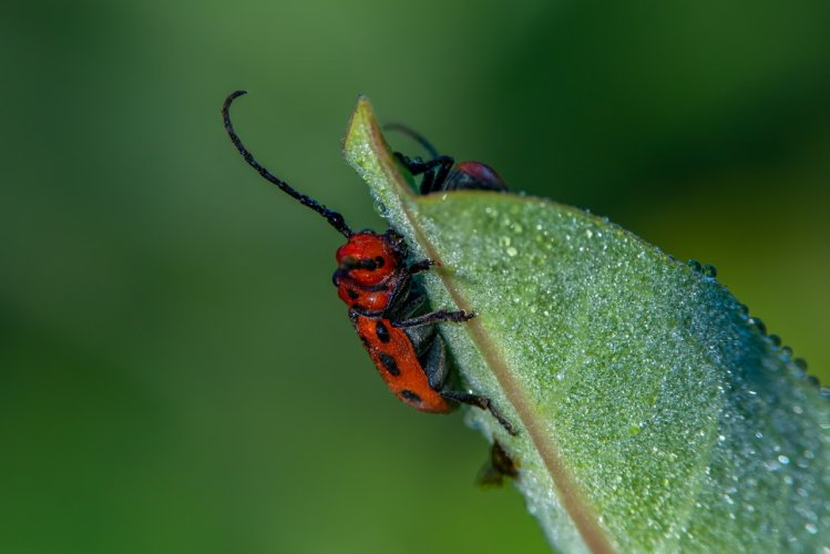 Macro beginner - FINALLY got a few I’m proud of. Red Milkweed Beetle