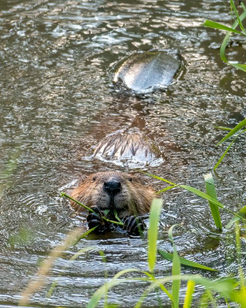 Beaver neighbor