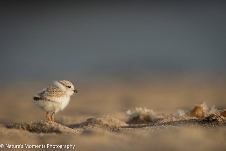 Marshmallow and 2 Sticks (aka baby piping plover)