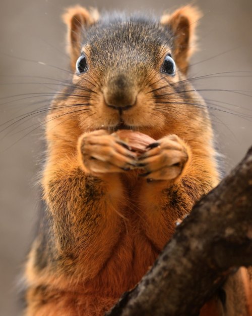 Share your best squirrel and chipmunk photos