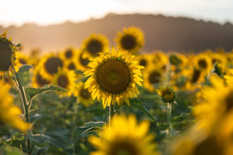 Local Sunflower Field