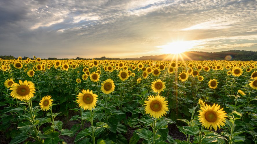 Local Sunflower Field