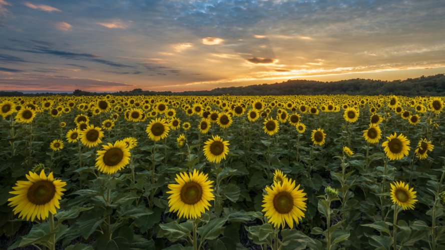 Local Sunflower Field