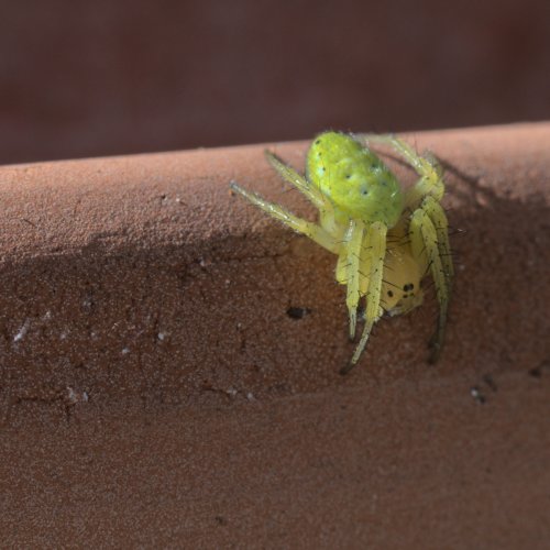 Cucumber spider (Araniella sp)