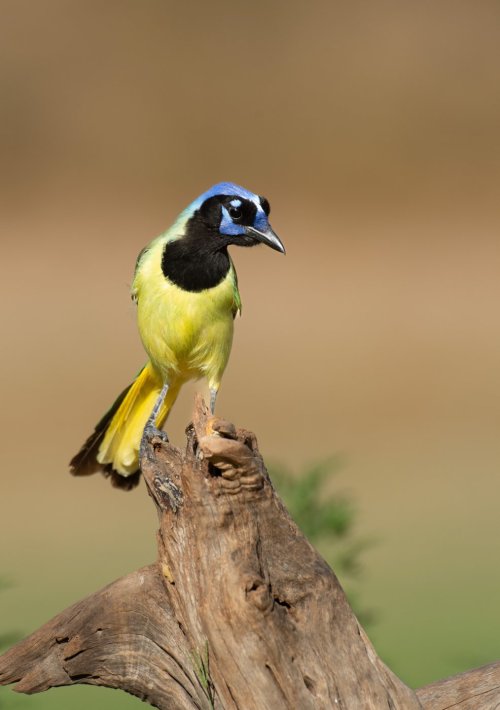 I'll try this one more time.  No compositions here.  The beautiful Green Jay