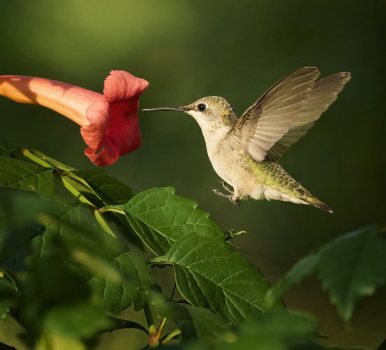 Ruby Throated Hummingbird coming in
